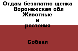 Отдам безплатно щенка - Воронежская обл. Животные и растения » Собаки   . Воронежская обл.